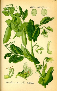Eiweißerbse Pisum sativum convar.Arvense Samen