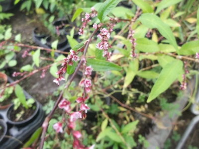 Japanischer Wasserpfeffer Persicaria hydropiper ‘Fastigiata’Samen