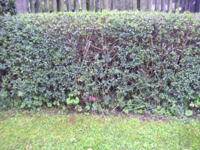 Ligusterstecklinge 20 St.reichen für 4 Meter Hecke