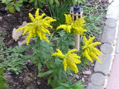 Kanadische Goldrute Solidago canadensis Pflanze