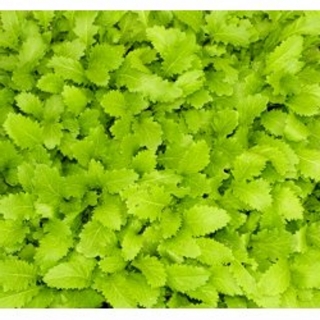 Asia-Gemüse 'Green in Snow' Samen