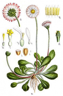 Gänseblümchen ausdauernd Bellis perennis Samen