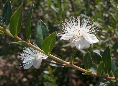 Myrte Myrtus communis Samen