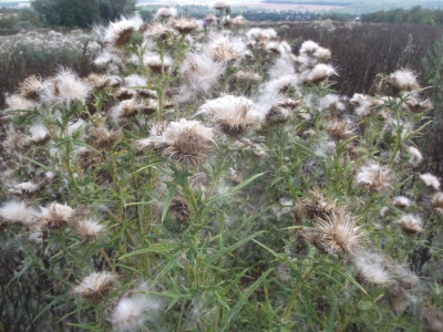 Wollkopfkratzdistel Cirsium eriophorum Samen