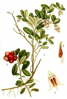 Preiselbeere Vaccinium vitis idaea Samen