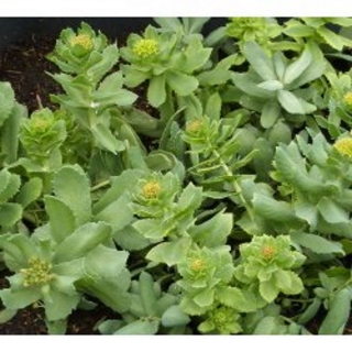 Rosenwurz Rhodiola rosea Samen