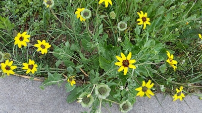 Schokoladenblume Berlandiera lyrata Samen