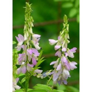 Geißraute Galega officinalis Samen