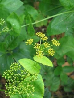 Stängelumfassende Gelbdolde Smyrnium perfoliatum Samen