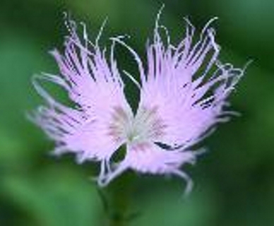 Fransennelke Dianthus monspessulanus Pflanze