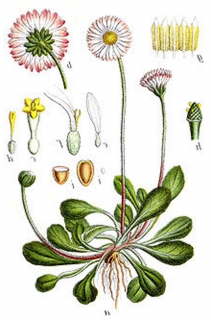 Gänseblümchen ausdauernd Bellis perennis Pflanze