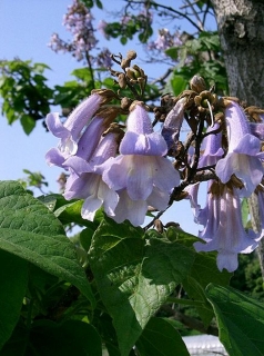 Blauglockenbaum Pawlonia tomentosa Samen