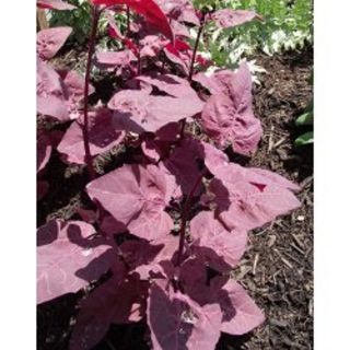 Rote Gartenmelde Atriplex hortensis var. rubra Pflanze