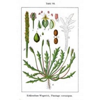 Hirschhornsalat Plantago coronopsis Pflanze