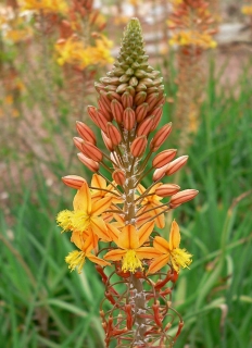 Katzenschwanzpflanze Bulbine fructescens Pflanze