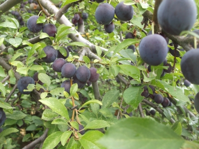 Blaue Kirschpflaume(Prunus cerasifera)Pflanze