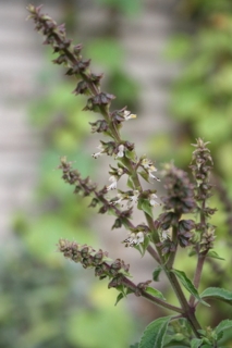 Baumbasilikum Ocimum gratissimum Pflanze