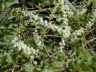 Madeirawein Anredera cordifolia Pflanze