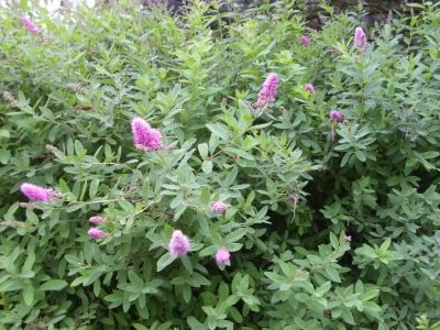 Kolbenspiere Spirea ballardii“Triumphans“Samen