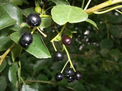 Steinweichsel Felsenkirsche Prunus mahaleb Samen