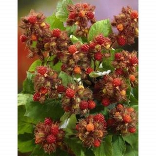 Japanische Weinbeere (Rubus phoenicolasius)Samen