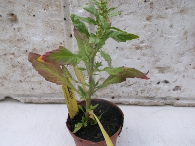 Mexikanischer Tee Chenopodium ambrosioides Samen