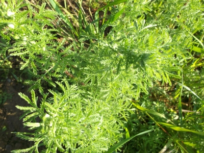 Eberraute Artemisia abrotanum Samen