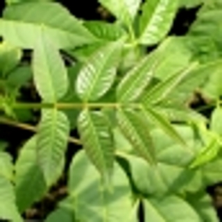 Chinesischer Gemüsebaum Toona sinensis Samen