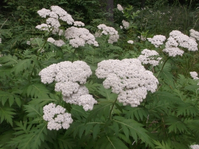 Ageratumdost Eupatorium aromaticum Samen