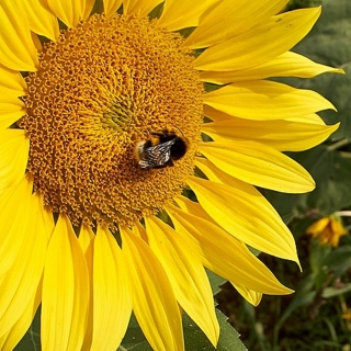 Sonnenblume Helianthus anuus Samen