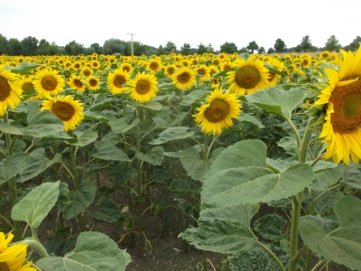 Sonnenblume Helianthus anuus Samen