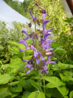 Chinesischer Salbei Salvia miltiorrhiza BLBP 01 Samen