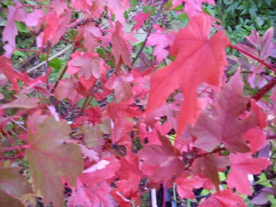 Feuerahorn Acer freemanii Jeffersred Pflanze