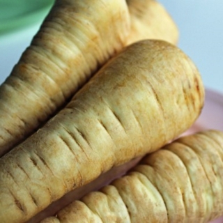 Pastinake 'Tender and True' Pastinaka sativa Samen