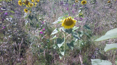 Bienenwiese für Garten und Feldflur Samen