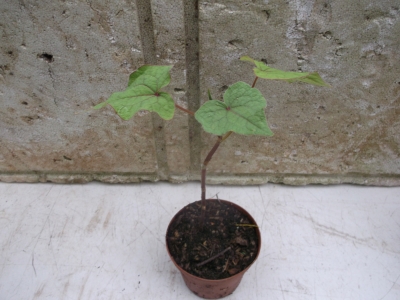 Ausdauernder Baumspinat Fagopyrum dibotrys Pflanze