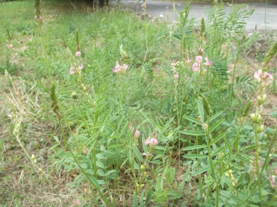 Saatesparsette Onobrychis viciifolia Samen