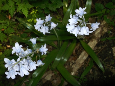 Essbare Prärielilie Camassia squamash Samen