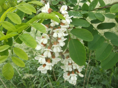 Robinie Robinia pseudoacacia Samen