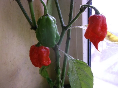 Chili Carolina Reaper Capsicum chinense Samen