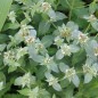 Prärieminze Pynanthemum muticum Samen