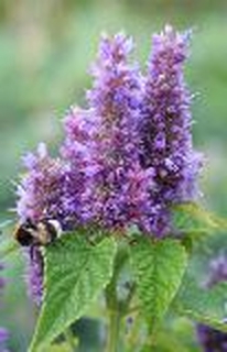 Anisysop Agastache foeniculum Samen