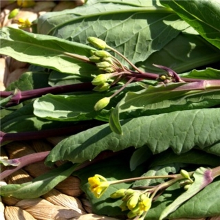 Stängelkohl Hon Tsai Tai Brassica rapa var.chinensis Samen