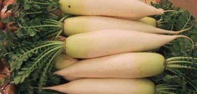 Japanischer Rettich Minowase Daikon Raphanus sativus var.sativus Samen