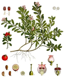 Echte Bärentraube Arctostaphyllus uva ursi Samen