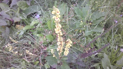 Färberwau Reseda luteola Samen