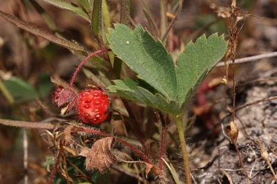 Scharlacherdbeere Fragaria virginiana Samen