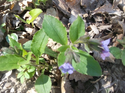 Lungenkraut Pulmonaria officinalis Samen