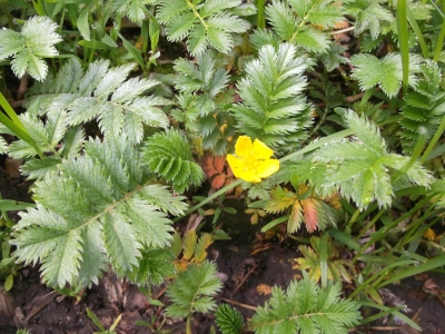 Gänsefingerkraut Potentilla anserina Samen