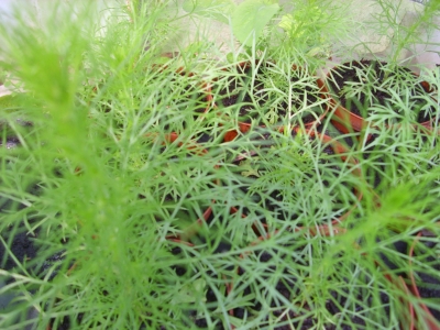Besenbeifuß Artemisia scoparia 'BLBP 01' Samen